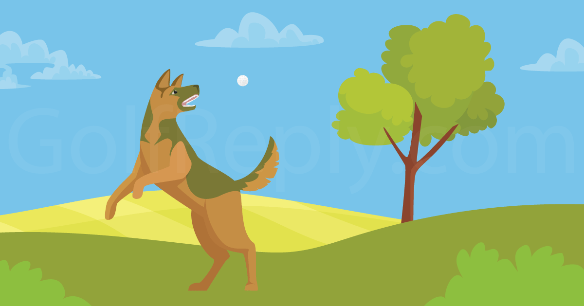 Are Golf Balls Safe For Dogs? 4 Things To Consider!