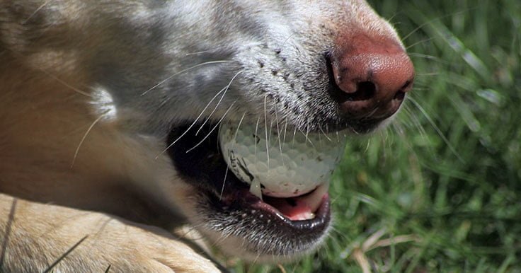 are golf balls safe dogs to play with